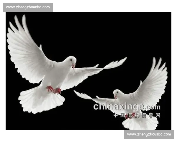 晨雾与羽翅:鸟里的早安启示